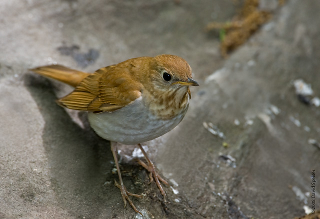 Veery