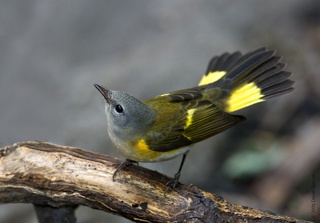 Female American Redstart