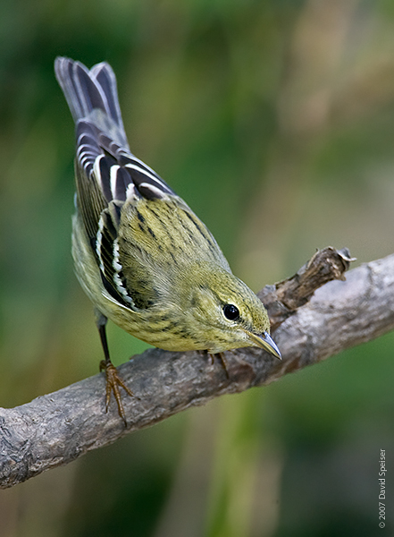 Blackpoll Warbler