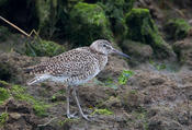 Willet