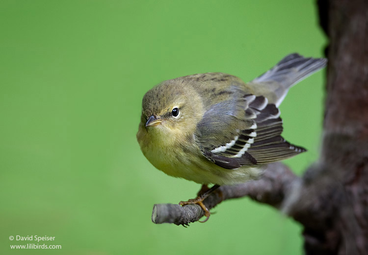 Blackpoll Warbler