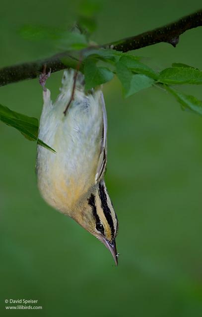 Worm-eating Warbler