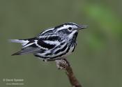 Black and White Warbler