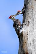 Pileated Woodpecker