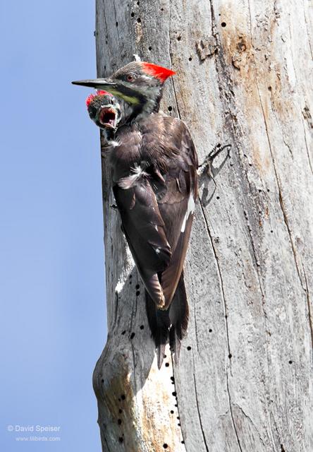 Pileated Woodpecker