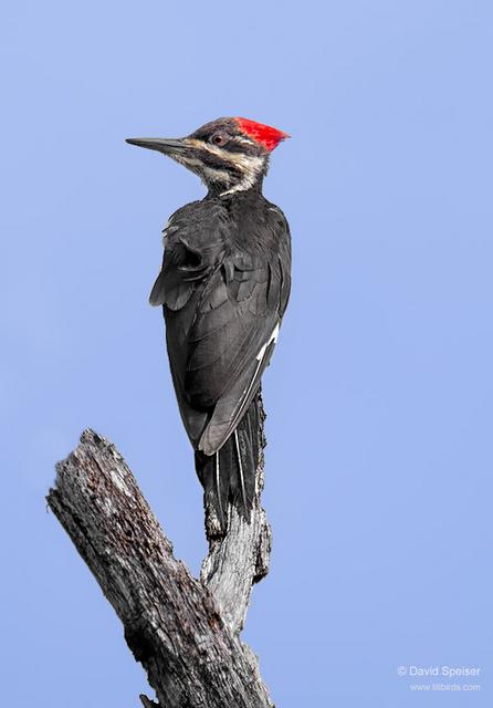 Pileated Woodpecker