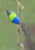 painted bunting 1b 1024 ws