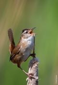 Wrens and Thrushes